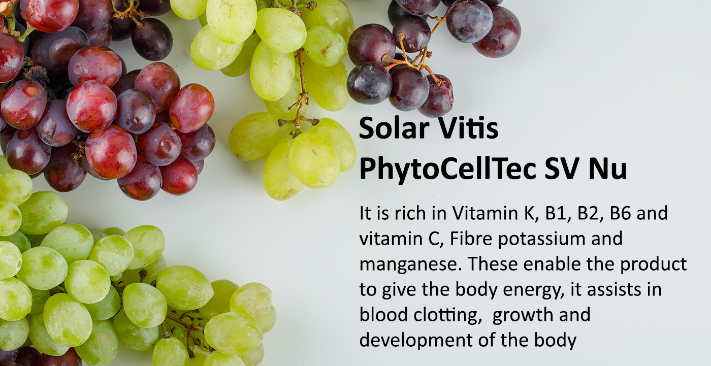 Grape Stem Cell