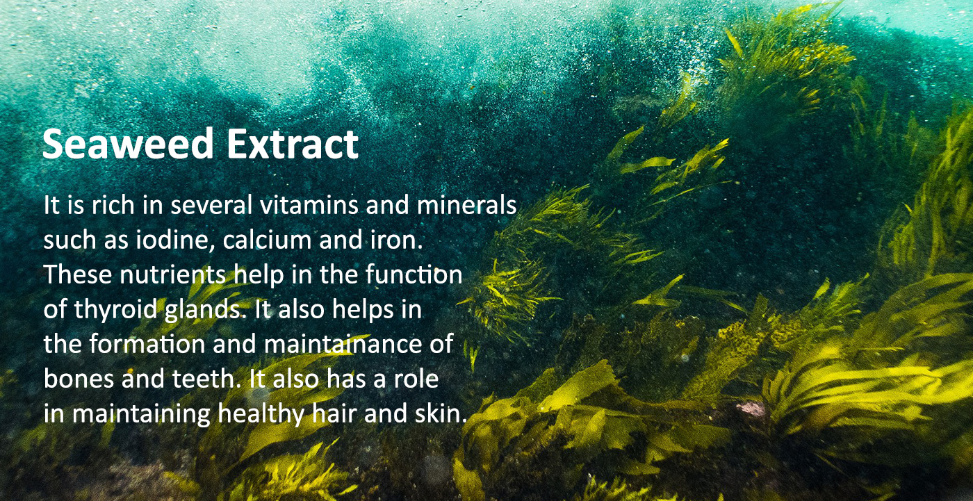 Seaweed Extract