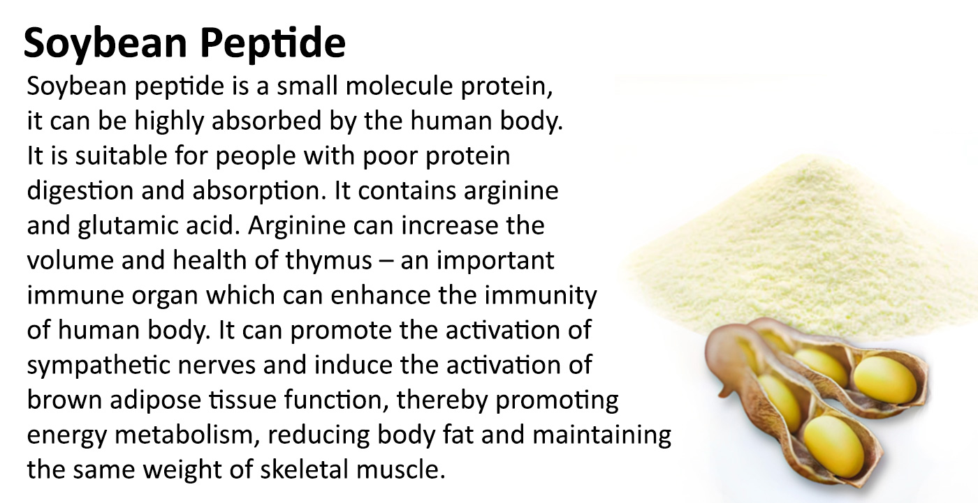 Soybean Peptide